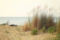 dune sand grass on the beach Royalty Free Stock Photo