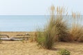 dune sand grass on the beach