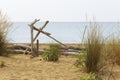 dune sand grass on the beach Royalty Free Stock Photo