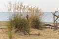 dune sand grass on the beach Royalty Free Stock Photo