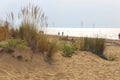 dune sand grass on the beach Royalty Free Stock Photo