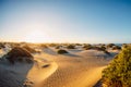 Dune with sand textures and plants at sunset in Famara beach, Lanzarote Royalty Free Stock Photo