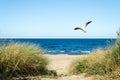Dune and Seagull on Baltic Sea Royalty Free Stock Photo