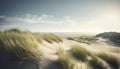 Dune setting by the coast of Denmark in the summer with lyme grass in the sand Royalty Free Stock Photo