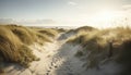 Dune setting by the coast of Denmark in the summer with lyme grass in the sand Royalty Free Stock Photo