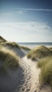 Dune setting by the coast of Denmark in the summer with lyme grass in the sand Royalty Free Stock Photo