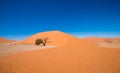 Dune 45, Sossusvlei, Namib-Naukluft National Park, Namibia Royalty Free Stock Photo