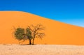 Dune 45, Sossusvlei, Namib-Naukluft National Park, Namibia Royalty Free Stock Photo