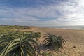 Dune Vegetation Aloe Plants Blue Cloudy Sky Coastal Landscape Royalty Free Stock Photo