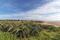 Dune Vegetation Aloe Plants Blue Cloudy Sky Coastal Landscape Royalty Free Stock Photo