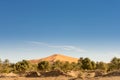 Dune and vegetation, Merzouga, Morocco Royalty Free Stock Photo