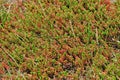 Dune vegetation at the North Sea coast