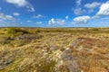 Dune Vegetation on Terschelling Island Royalty Free Stock Photo