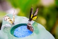 DUNEDIN, NEW ZEALAND - FEBR 10, 2015: butterflies eating from a plate with blue plastic scrubber Royalty Free Stock Photo