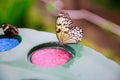DUNEDIN, NEW ZEALAND - FEBR 10, 2015: butterflies eating from a plate with pink and blue plastic scrubbers Royalty Free Stock Photo