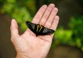 DUNEDIN, NEW ZEALAND - FEBR 10, 2015: butterfly sitting on woman's hand. Larnach Castle garden, Royalty Free Stock Photo