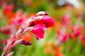 DUNEDIN, NEW ZEALAND - FEBR 10, 2015: gladiolus flower in the garden Royalty Free Stock Photo