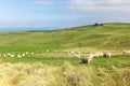 Dunedin Sheep Farm - New Zealand Royalty Free Stock Photo