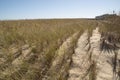 Dunegrass Planted for Erosion Control