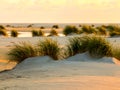 Dunegrass at sunset on Amrum island