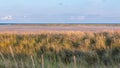 Dunegrass at sunset