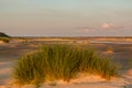 Dunegrass at sunset