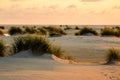 Dunegrass at sunset