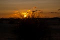 Dunegrass at sunset