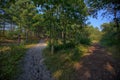 Forrested dunes in northern Holland