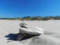 Dunes on the Baltic Sea. Summer, vacation on beach. Beautiful sandy landscapes.