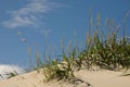 Dunes with beach grass and sandy beach coastli
