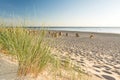 Dunes and beach grass with some beach chairs in the background on quit beach during sunset Royalty Free Stock Photo