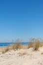 The dunes of Biscarrosse in France