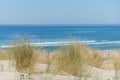 The dunes of Biscarrosse in France