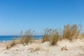 The dunes of Biscarrosse in France