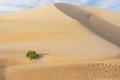 Dunes and colored sands of the Rub al-Khali desert Royalty Free Stock Photo