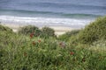 Dunes covered with green grass and red poppies flowers on the background of the sea Royalty Free Stock Photo