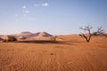Dunes with dead trees in Namib Desert , Namibia Royalty Free Stock Photo