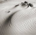 Dunes in desert Negev. Israel. Royalty Free Stock Photo