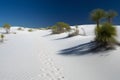 Dunes in the desert. White sand with desert plants. Royalty Free Stock Photo
