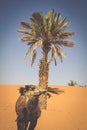 Dunes Erg Chebbi near Merzouga, Morocco -Camels used for tours i Royalty Free Stock Photo