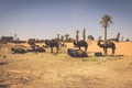 Dunes Erg Chebbi near Merzouga, Morocco -Camels used for tours i Royalty Free Stock Photo