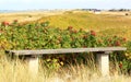 Dunes of Falsterbo near Nabben, Sweden Royalty Free Stock Photo