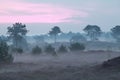 Dunes with flowering heather at sunrise Royalty Free Stock Photo