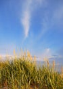 Dunes grass background Royalty Free Stock Photo