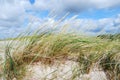 Dunes grass in the wind Royalty Free Stock Photo