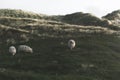 Dunes with green moss and high grass and sheep on Sylt island Royalty Free Stock Photo