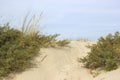The dunes, Haamstede, the Netherlands Royalty Free Stock Photo