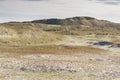 Dunes on Holmsland Klit in Denmark.