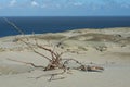 Dunes and its plants